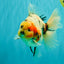 AAA Grade Sanke Marble Oranda Male 6.5 inches #062626OR_03
