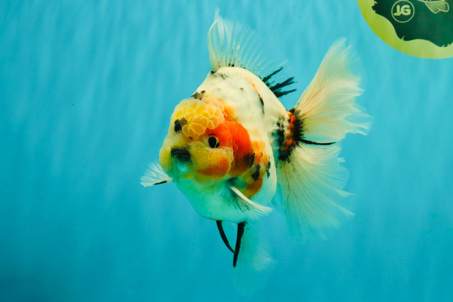 AAA Grade Sanke Marble Oranda Male 6.5 inches #062626OR_03