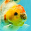 UNIQUE A Grade Marble Red Head Oranda Male 4.5-5 inches #090426OR_05
