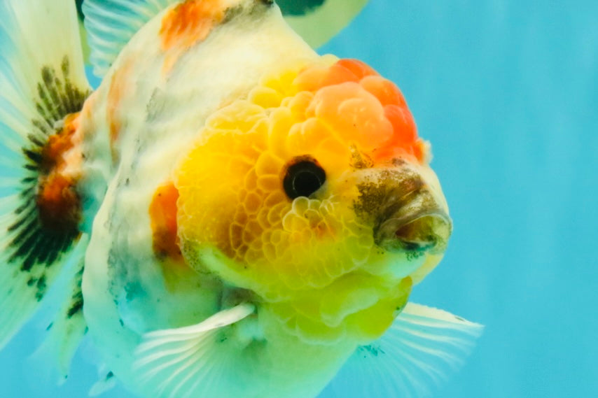 UNIQUE A Grade Marble Red Head Oranda Male 4.5-5 inches #090426OR_05