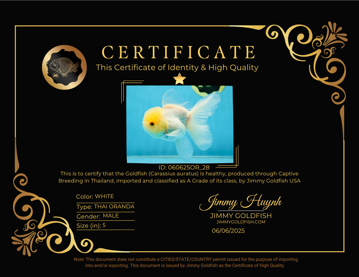 A Grade White Oranda Male 5 inches #060625OR_28