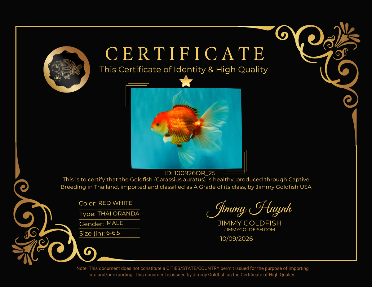 A Grade Red White Oranda Male 6-6.5 inches #100926OR_25