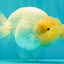SPECIAL White Buffalo Ranchu Female 5.5 inch #092526RC_21