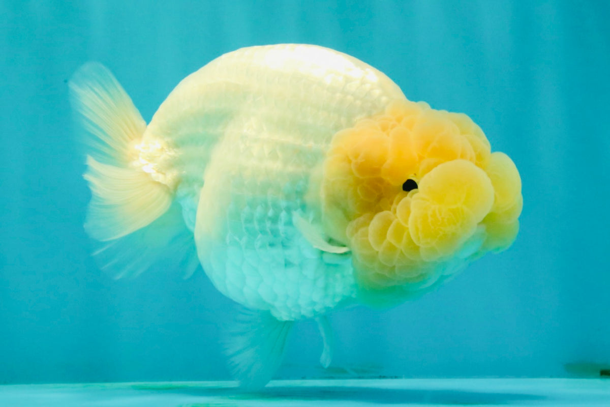 SPECIAL White Buffalo Ranchu Female 5.5 inch #092526RC_21