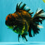 CHONKY AAA Grade Broadtail Tiger Oranda Male 7-7.5 inches #072426OR_04