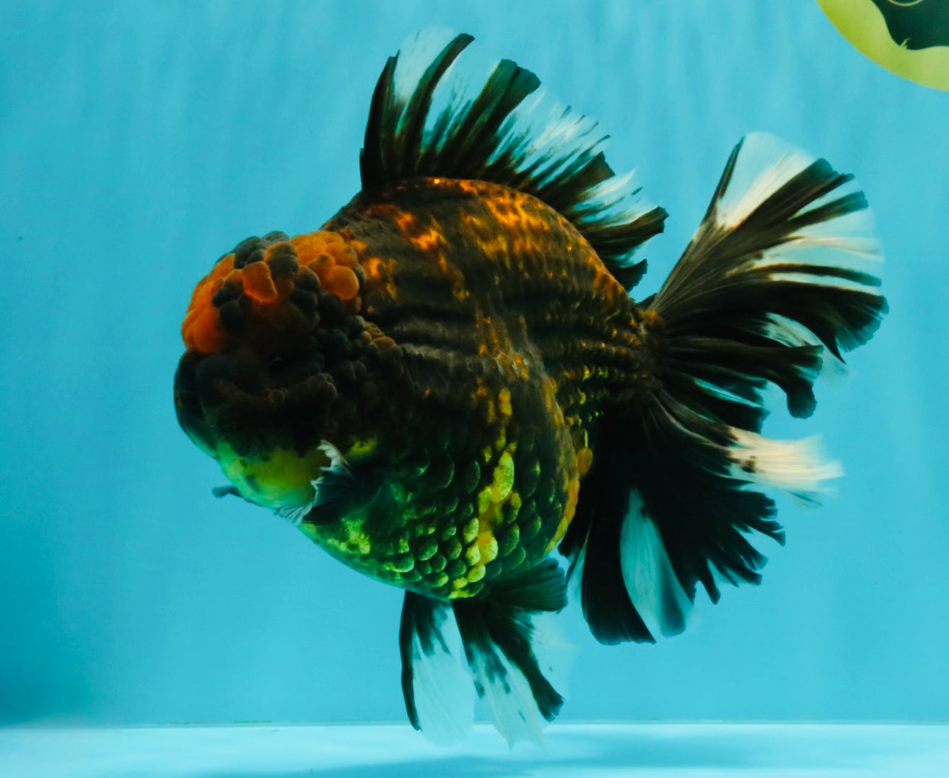 CHONKY AAA Grade Broadtail Tiger Oranda Male 7-7.5 inches #072426OR_04