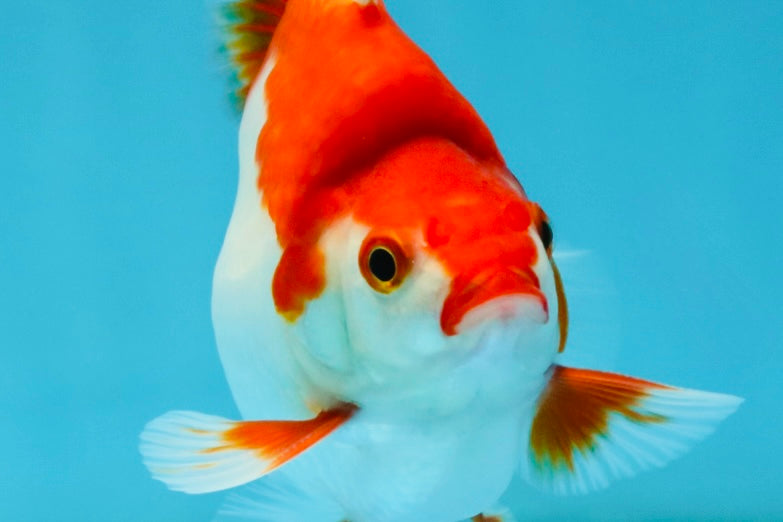 AAA Grade Red White Ryukin Male 4-4.5 inches #032726RK_28