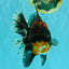 GIANT AAA Grade Red Head Kirin Oranda Male 7-7.5  inches #070326OR_05