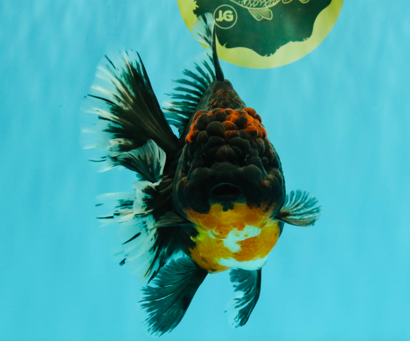 GIANT AAA Grade Red Head Kirin Oranda Male 7-7.5  inches #070326OR_05