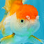 A Grade Chubby Orange White Oranda Female 4.5 inches #010325OR_07