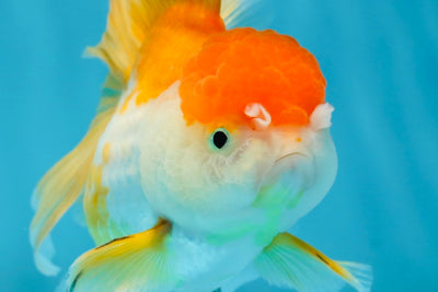 A Grade Chubby Orange White Oranda Female 4.5 inches #010325OR_07