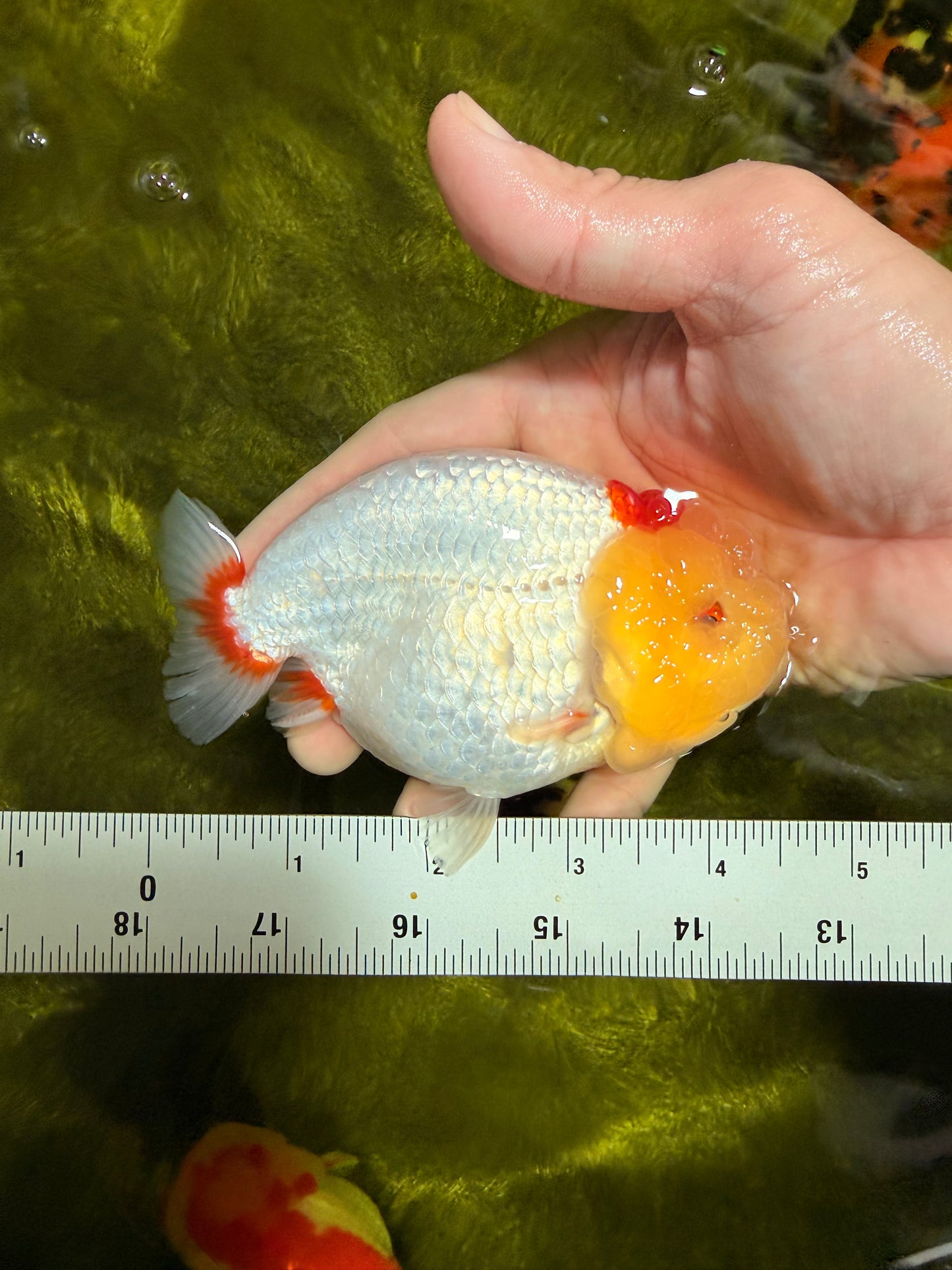 A Grade Red White LionQueen 4.5 inches #022026LC_15