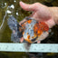 AAA Grade CHUBBY Calico Oranda Male 5.5 inches #082925OR_13