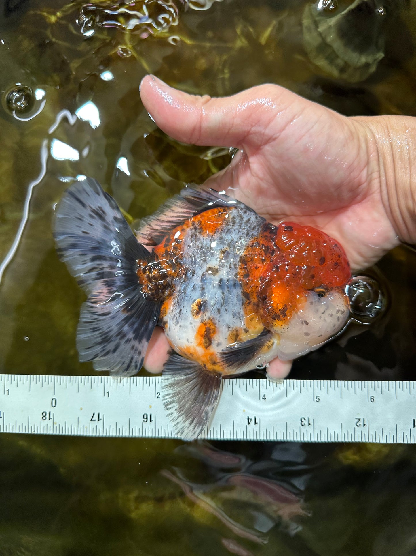 AAA Grade CHUBBY Calico Oranda Male 5.5 inches #082925OR_13