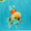 A Grade Red White Oranda Male 5.5 inches #071726OR_30