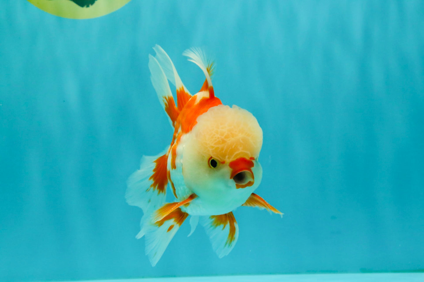 A Grade Red White Oranda Male 5.5 inches #071726OR_30