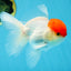 A Grade Super Cute Red Cap Oranda Male 4.5-5 inches #053025OR_22