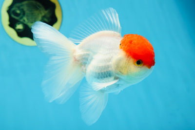 A Grade Super Cute Red Cap Oranda Male 4.5-5 inches #053025OR_22
