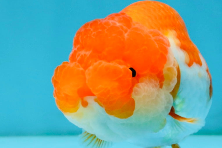 TOMATO A Grade Red White LionQueen 4-4.5 inches #032726LC_17