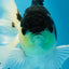 Fluffy Tail Panda Oranda Male 5.5 inches #072525OR_12