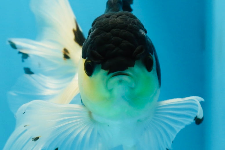 Fluffy Tail Panda Oranda Male 5.5 inches #072525OR_12