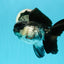 🐼 A Grade Chunky Panda Oranda Female 5.5 inches #0517OR_01