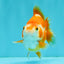 A Grade Red White Ryukin Female 3.5-4 inches #041726RK_02