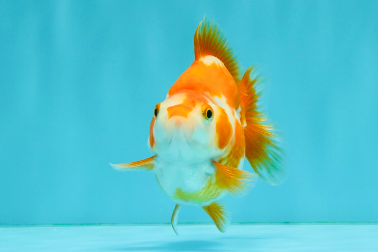 A Grade Red White Ryukin Female 3.5-4 inches #041726RK_02
