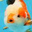 AAA Grade CHONKY Tricolor Yuanbao Male 5.5 inches #091925YB_16