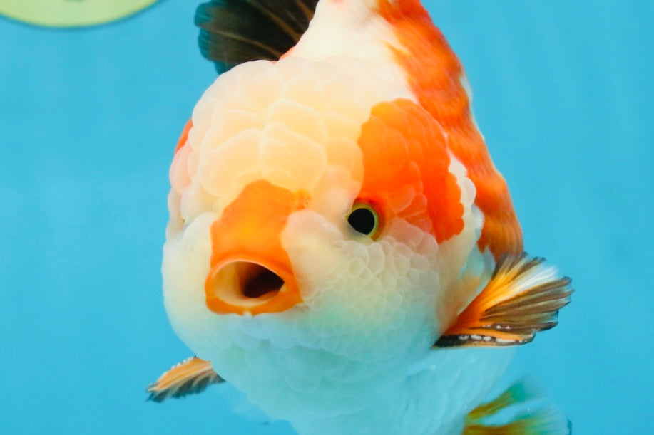 AAA Grade CHONKY Tricolor Yuanbao Male 5.5 inches #091925YB_16