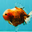 UNIQUE A Grade Sakura Oranda Male 5.5-6  inches #042426OR_14
