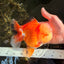 AAA Grade Red White Jade Head Oranda Male 5.5-6 inches #071026OR_29