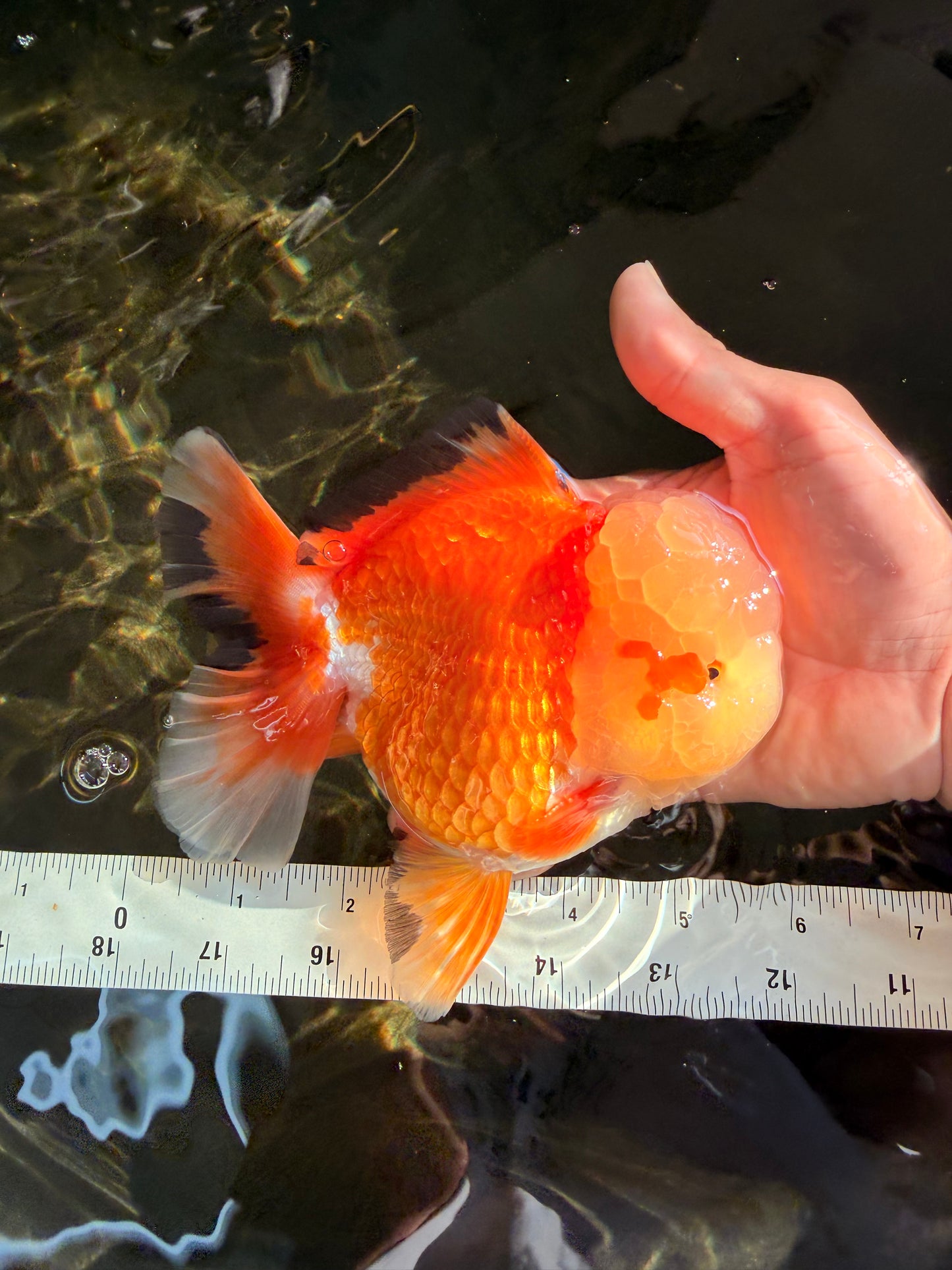 AAA Grade Red White Jade Head Oranda Male 5.5-6 inches #071026OR_29