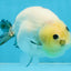 A Grade Chinese Cow Ranchu Male 4.5-5 inches #110725RC_13