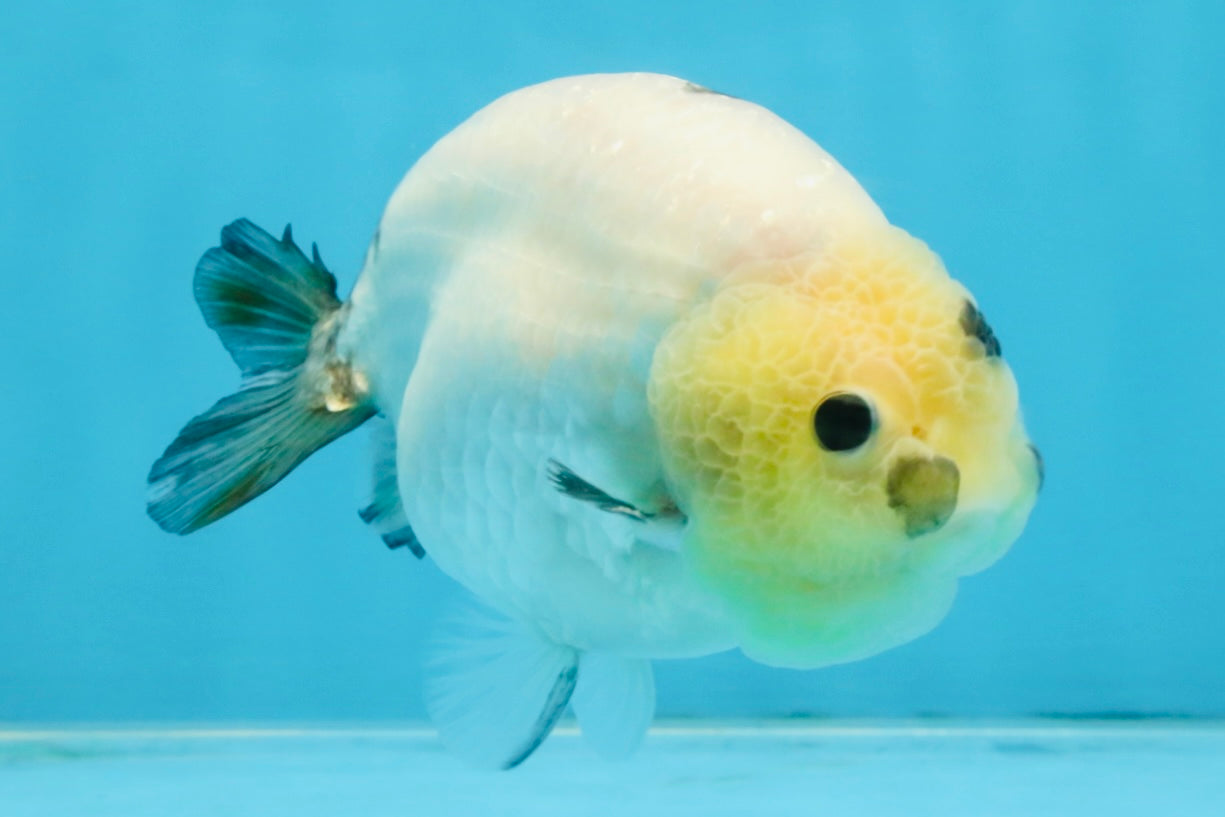 A Grade Chinese Cow Ranchu Male 4.5-5 inches #110725RC_13