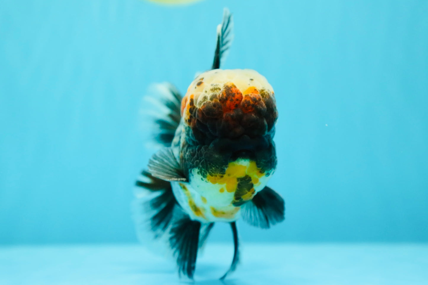 JUMBO AAA Grade Godzilla Jade Head Blue Kirin Oranda Male 6.5-7 inches #030626OR_08