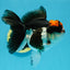 Tricolor Oranda Female 5 inches #120624OR_11