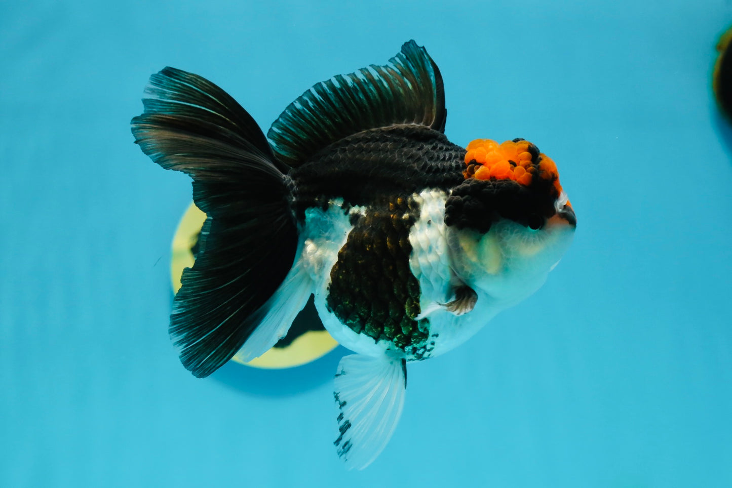 Tricolor Oranda Female 5 inches #120624OR_11