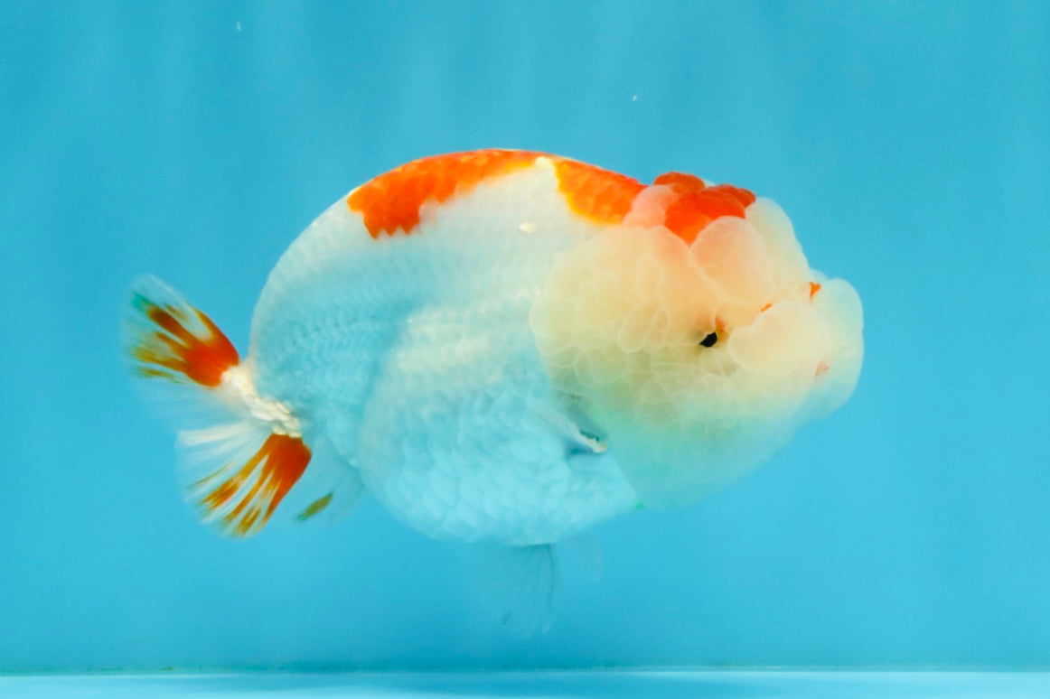 CHUBBY AAA Grade Kohaku Red White LionQueen 4.5-5 inches #032726LC_18