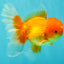 A Grade Red White Oranda Male 5.5-6 inches #082126OR_03
