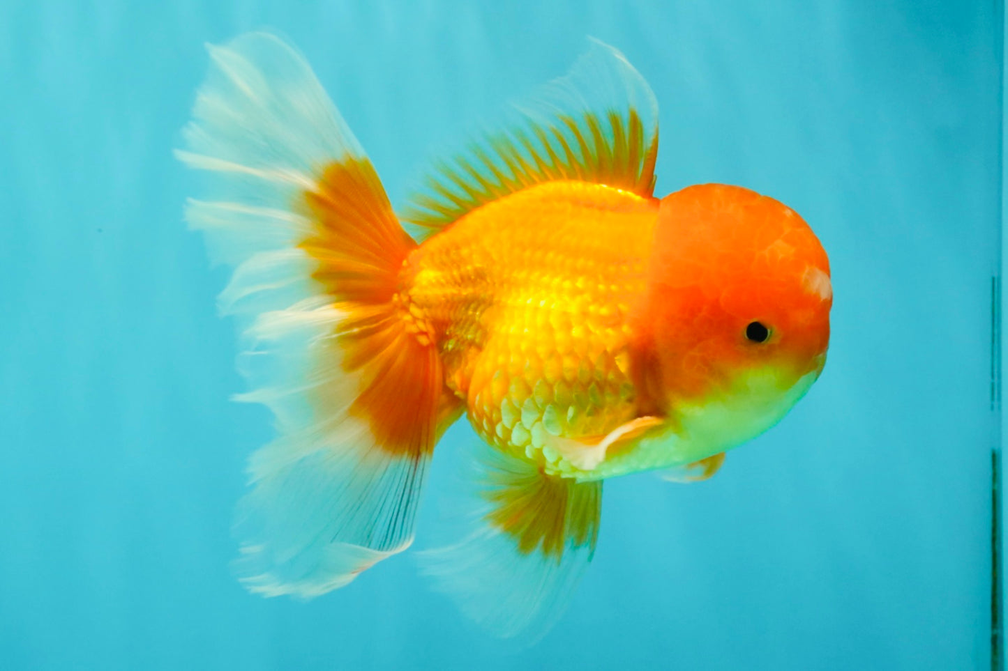 A Grade Red White Oranda Male 5.5-6 inches #082126OR_03