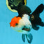Tricolor Oranda Female 5.5 inches #100325OR_14