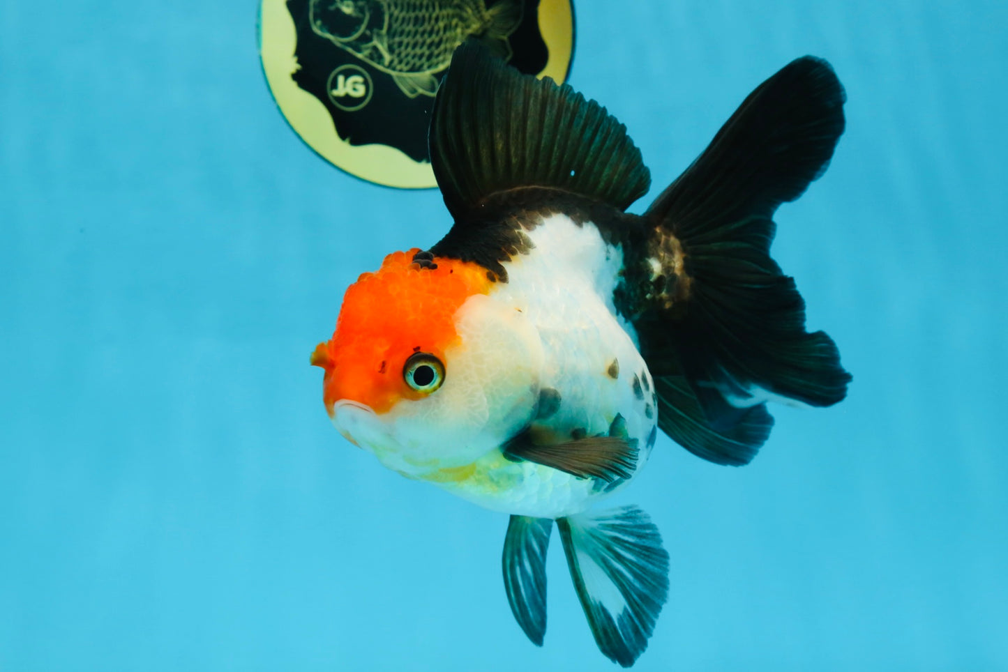 Tricolor Oranda Female 5.5 inches #100325OR_14