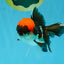 Red Head Tricolor Oranda Male 4.5-5 inches #032726OR_09