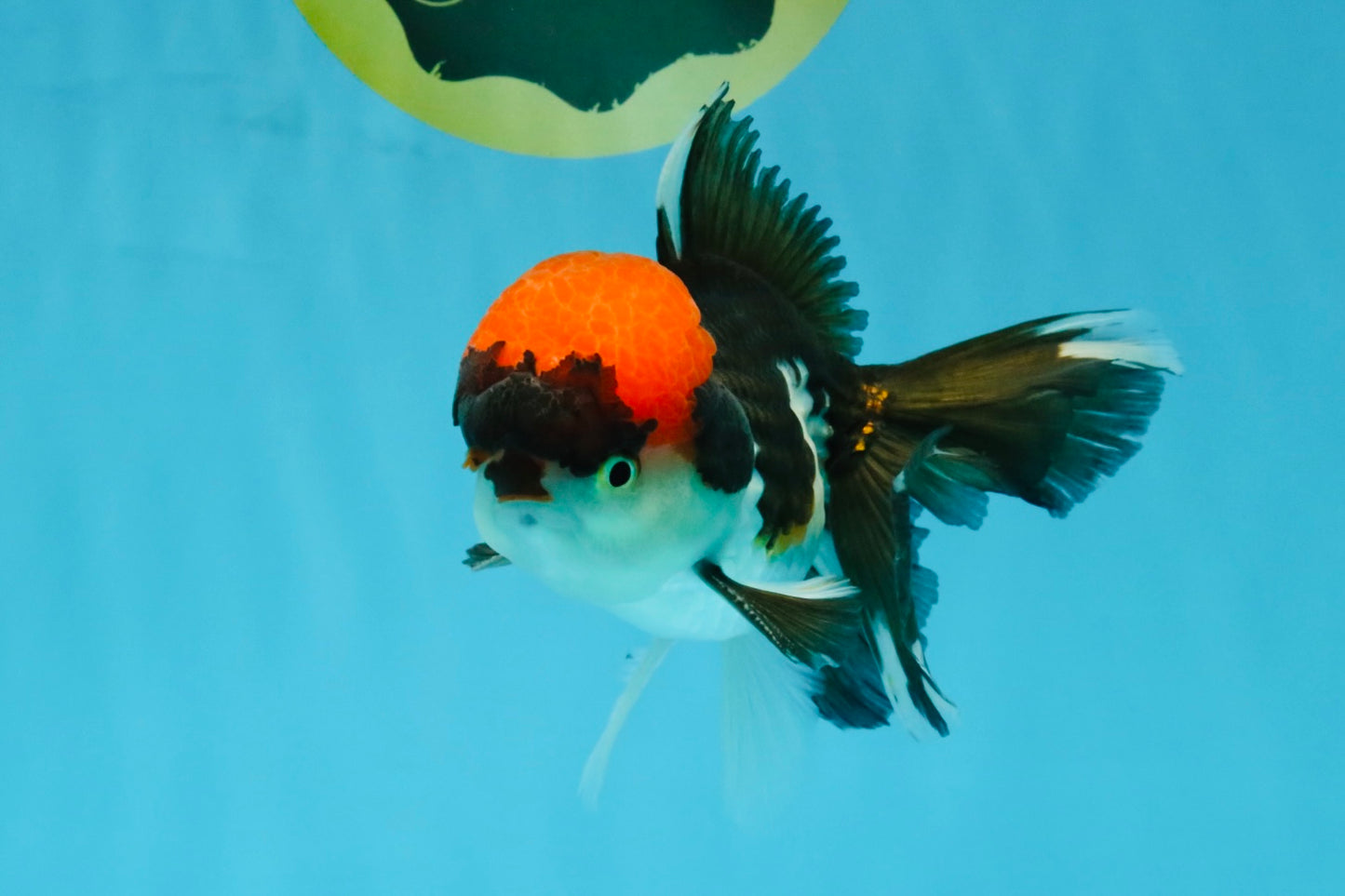Red Head Tricolor Oranda Male 4.5-5 inches #032726OR_09