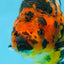 SPECIAL A Grade Chinese Tiger Ranchu Male 5 inches #102425RC_01