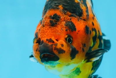 SPECIAL A Grade Chinese Tiger Ranchu Male 5 inches #102425RC_01