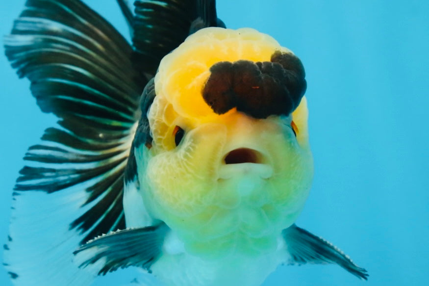 A Grade SPECIAL Panda Button Eyes Oranda Male 4.5-5 inches #072525OR_09