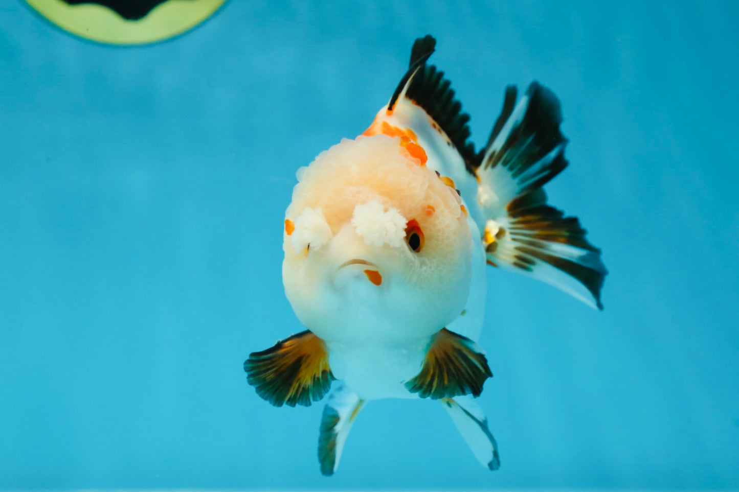 A Grade Pompom Tricolor Yuanbao Male 4 inches #052325YB_27