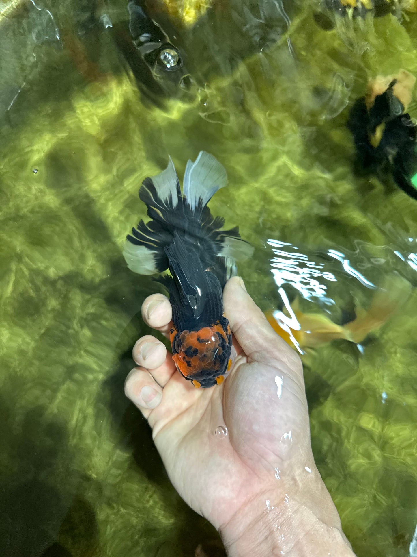 Fluffy Tail A Grade Tricolor Oranda Male 4.5-5 inches #041825OR_16